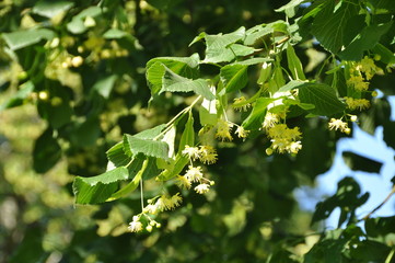 rameau de tilleul en fleur