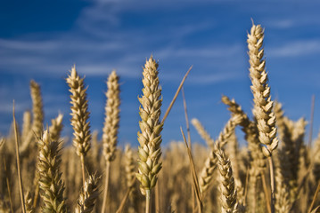 Fototapeta premium Getreide