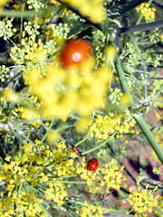 marienk&auml;fer  auf gew&uuml;rzfenchel