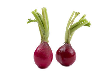 radish on white macro