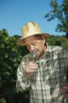 Senior vintner testing wine