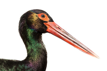 Black Stork, Ciconia nigra