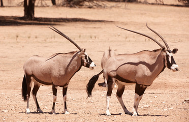 Group of Gemsbok