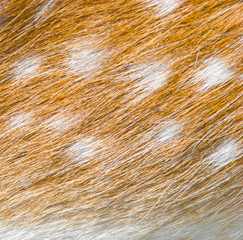 Deer wool