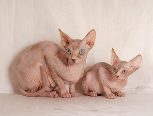 SPHINX ADULTO CON CUCCIOLO.