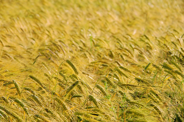 Roggenfeld - rye field 06