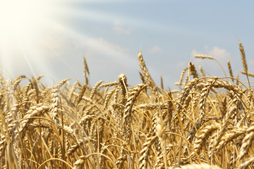 field of wheat ready for harvesting