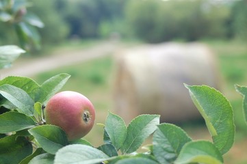 apple tree