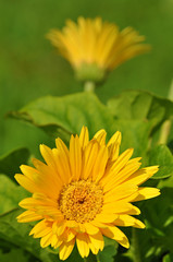 gerbera - Gerbera-Hybrids