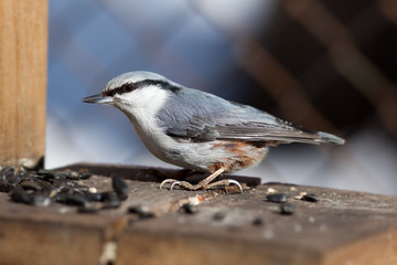 Nuthatch, Sitta europaea