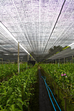 Fototapeta orchid farm2