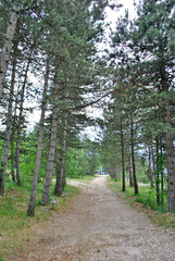 the pine forests