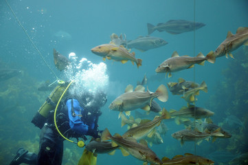Diver feeding fish, Atlantic Sea Park, Norway