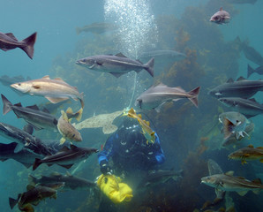 Diver feeding fish, Atlantic Sea Park, Norway
