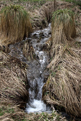 Grasbüschel in einem Moorgebiet