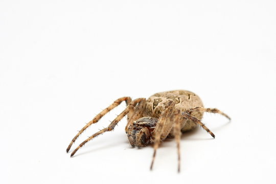 araign&eacute;e