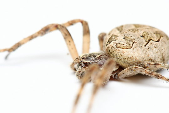araign&eacute;e
