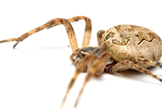 araign&eacute;e