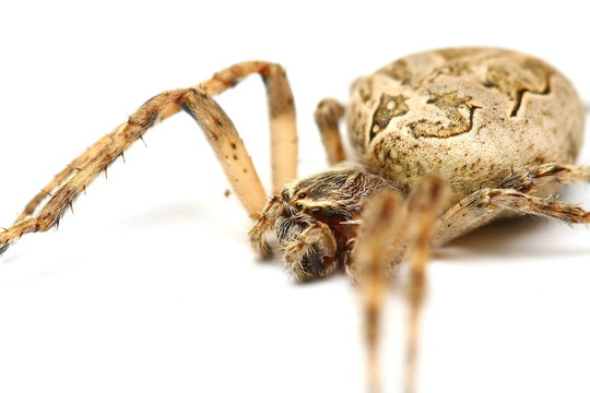 araign&eacute;e