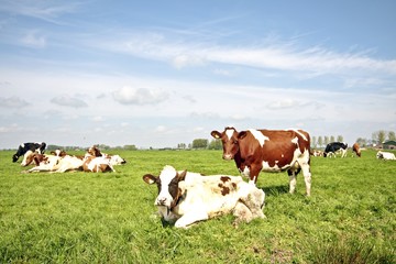 Obraz na płótnie Canvas Cows in the fields from the Netherlands in springtime