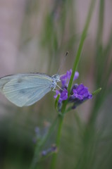 モンシロチョウとラベンダー　－Pieris rapae－