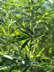 Obraz premium Industriehanf