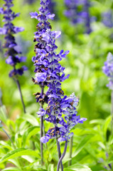 Obraz premium lavender