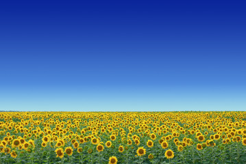 Sunflower field