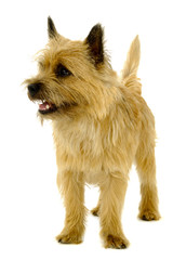 Dog on white background