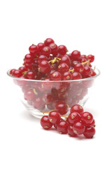 Red currant
