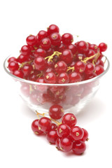 Red currant