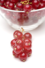 Red currant