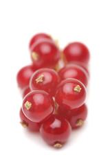 Red currant
