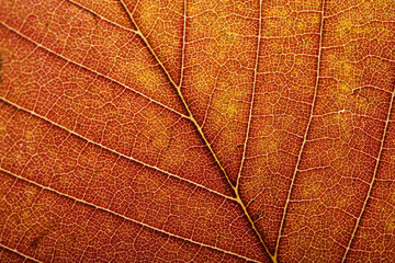 macro of autumn leaf