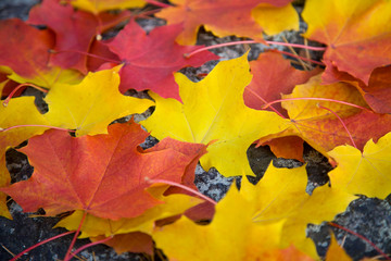 Obraz na płótnie Canvas colorful autumn leaves background