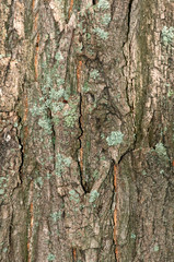 bark of tree