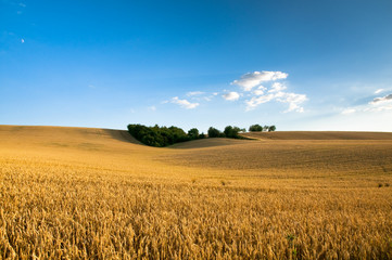 H&uuml;gelige Getreidefelder
