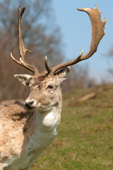 stag 7799