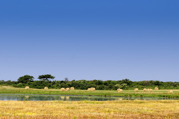 Heuernte auf Hiddensee