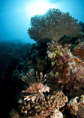 Lionfish and coral
