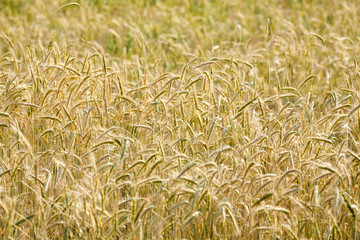 Yellow grain in the field
