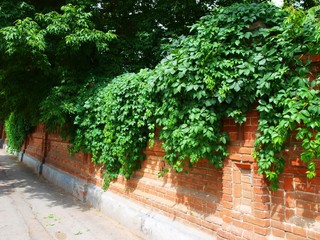 Stone wall of the old brick and green vines