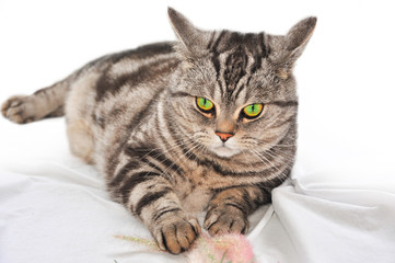 Britisch Kurzhaar Kater in black silver tabby