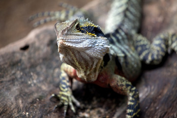 Australische Wasseragame