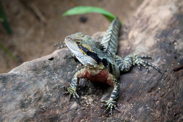 Australische Wasseragame