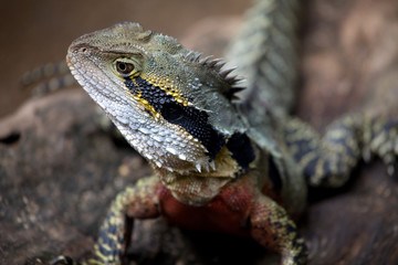 Australische Wasseragame