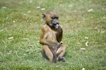 Young baby cute Baboon