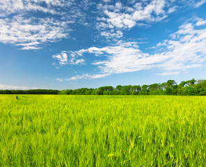 field of green rye and blue cloudy sky