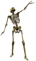 skeleton, what's up?