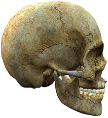 skull head one side